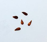 Seeds from Roter Eiserapfel